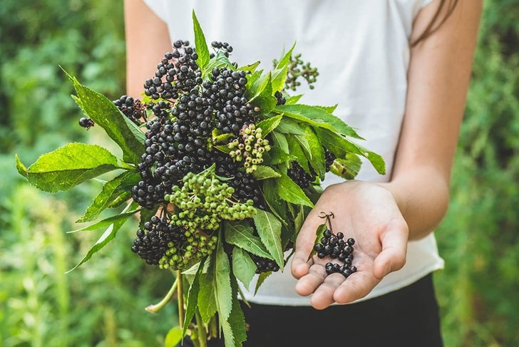 Girl holds in hands clusters fruit black elderberry in garden (Sambucus nigra). Elder, black elder. European black elderberry background