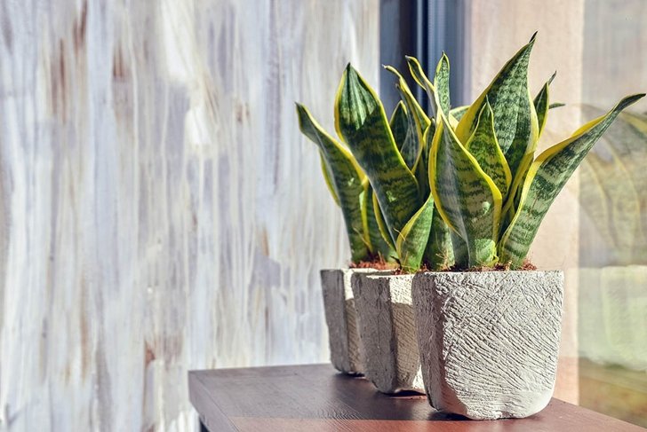 Snake plants in pots on light grey grunge background